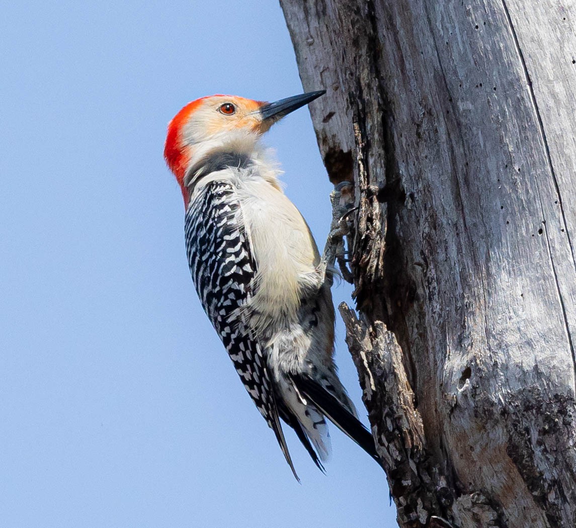 Red-bellied Woodpecker - Robert Bochenek