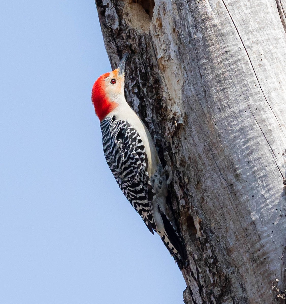 Red-bellied Woodpecker - ML322618591