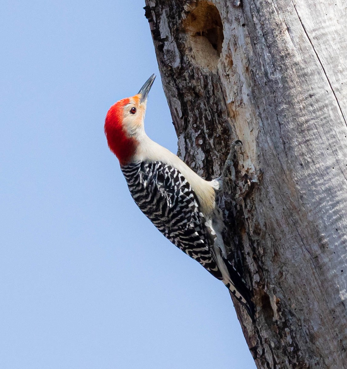 Red-bellied Woodpecker - ML322618611