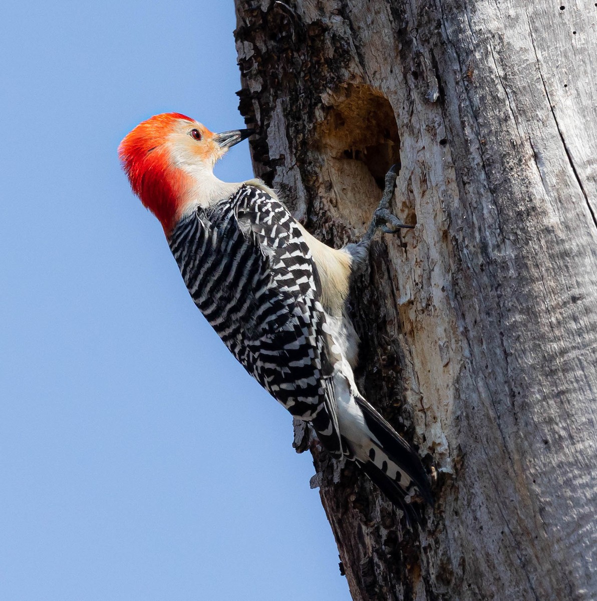 Red-bellied Woodpecker - ML322618641
