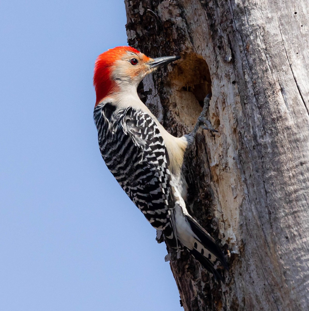 Red-bellied Woodpecker - ML322618671