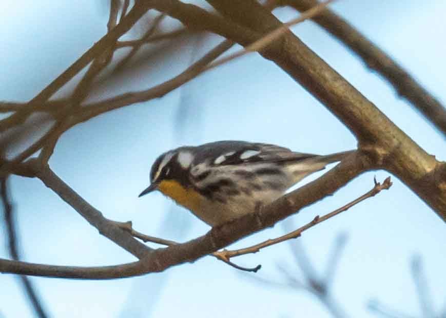 Yellow-throated Warbler - ML322620301