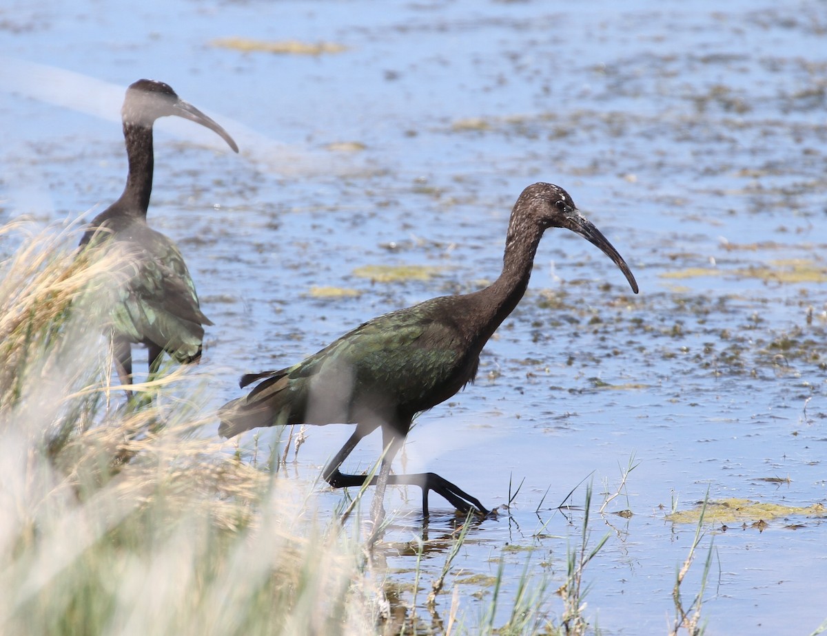 White-faced Ibis - Don Coons