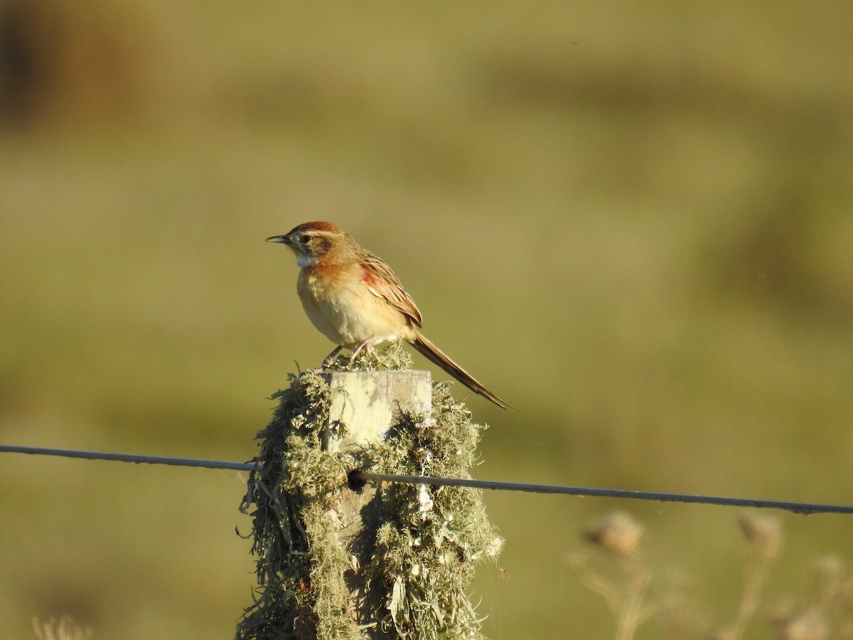 Chotoy Spinetail - ML322622871