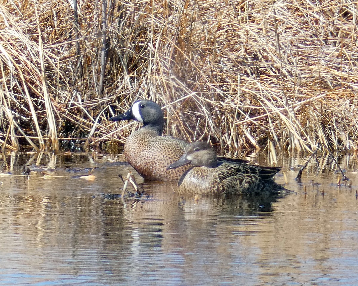 Blue-winged Teal - ML322622951