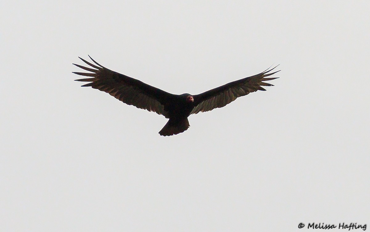 Turkey Vulture - ML322625241