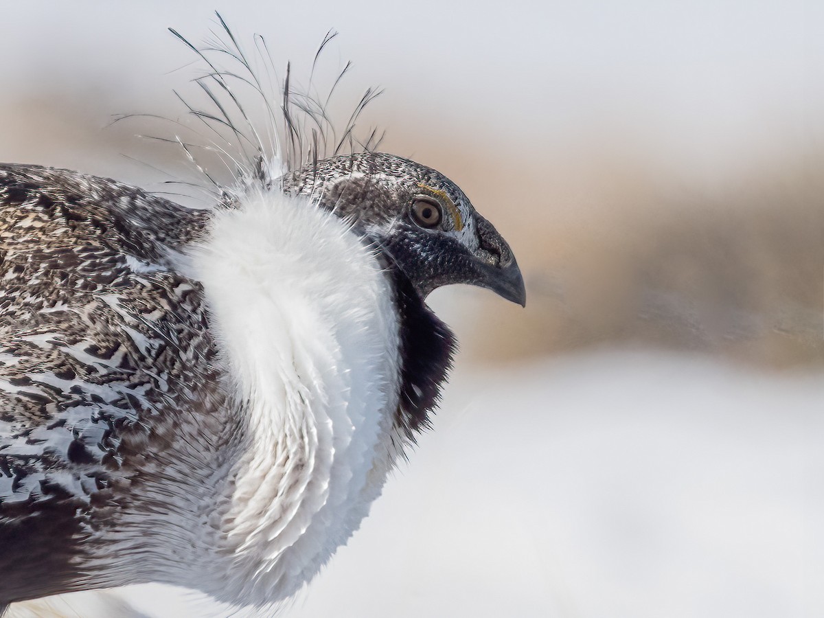 Greater Sage-Grouse - ML322636551