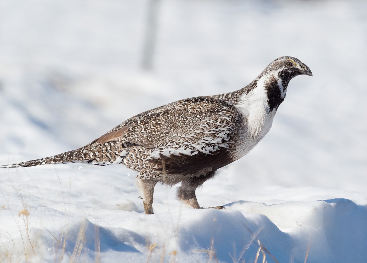 Greater Sage-Grouse - ML322636641