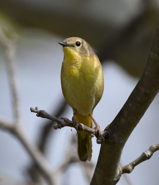 Possible confusion species: Common Yellowthroat (<em class="SciName notranslate">Geothlypis trichas</em>). - Common Yellowthroat - 