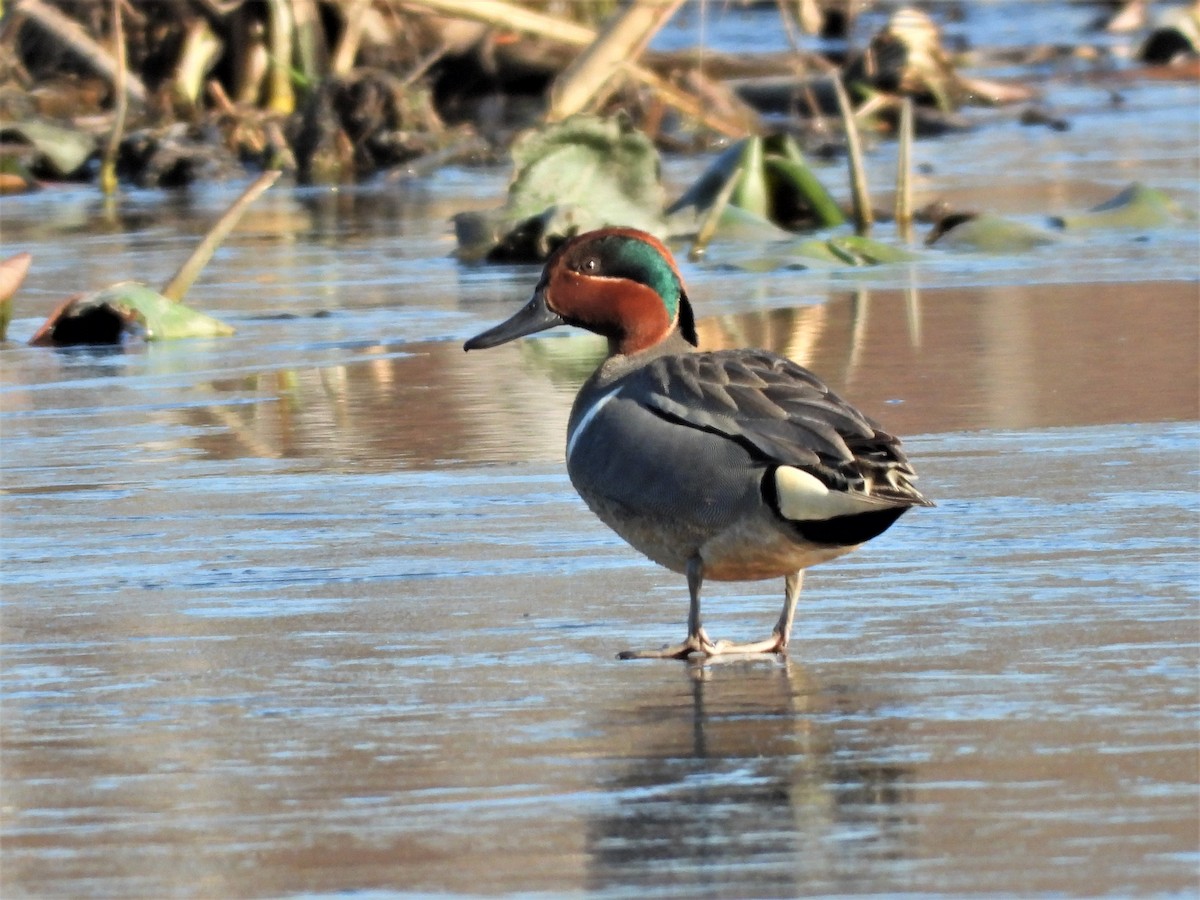 Green-winged Teal - ML322643201