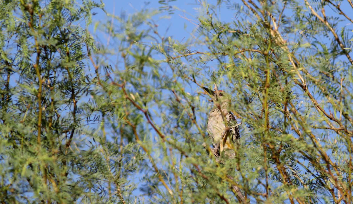 Golden-fronted Woodpecker (Northern) - ML32264441