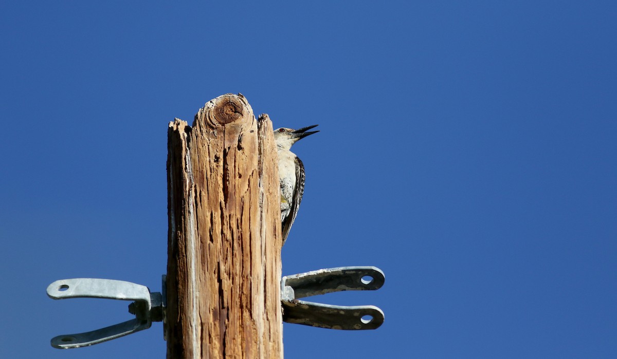 Golden-fronted Woodpecker (Northern) - ML32264471