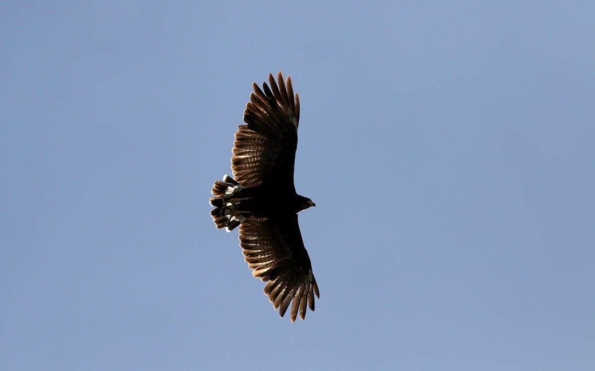 Common Black Hawk (Common) - Jay McGowan