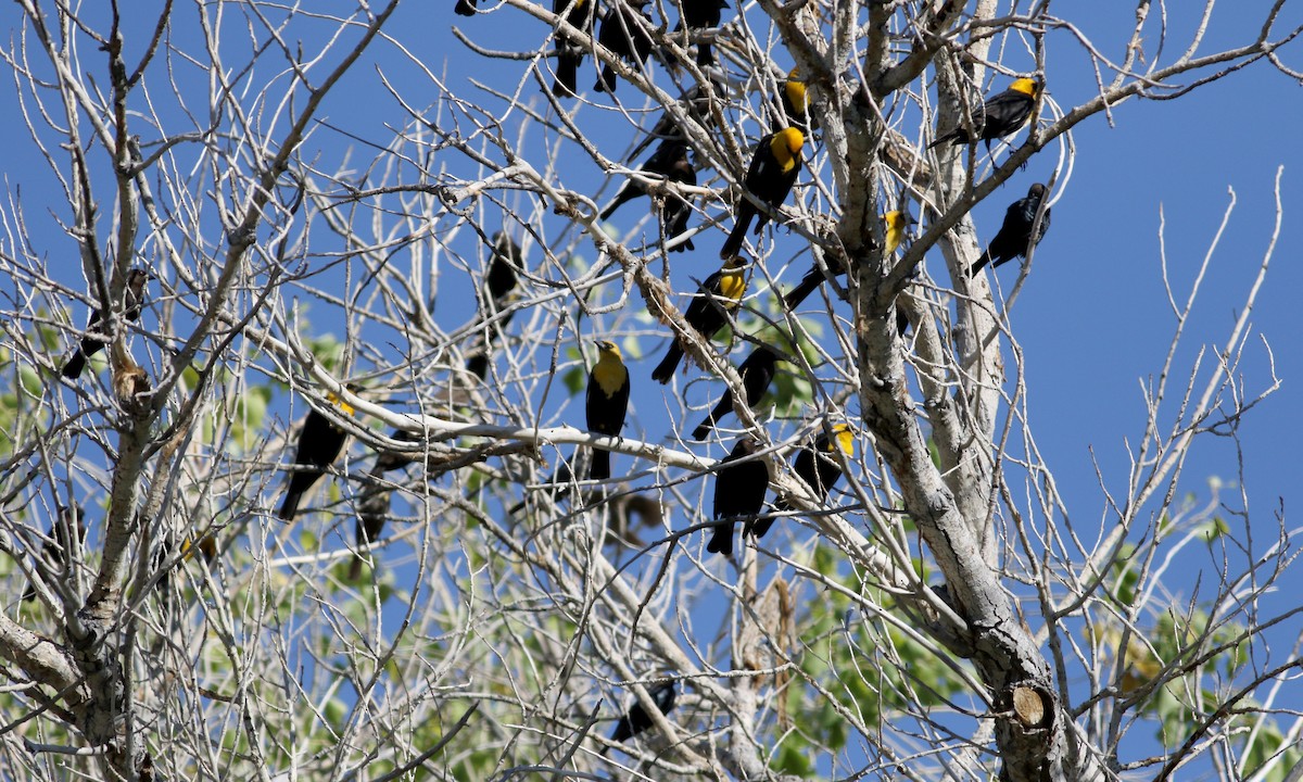 Yellow-headed Blackbird - ML32264991