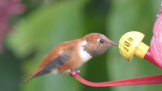 Rufous Hummingbird - ML322650261