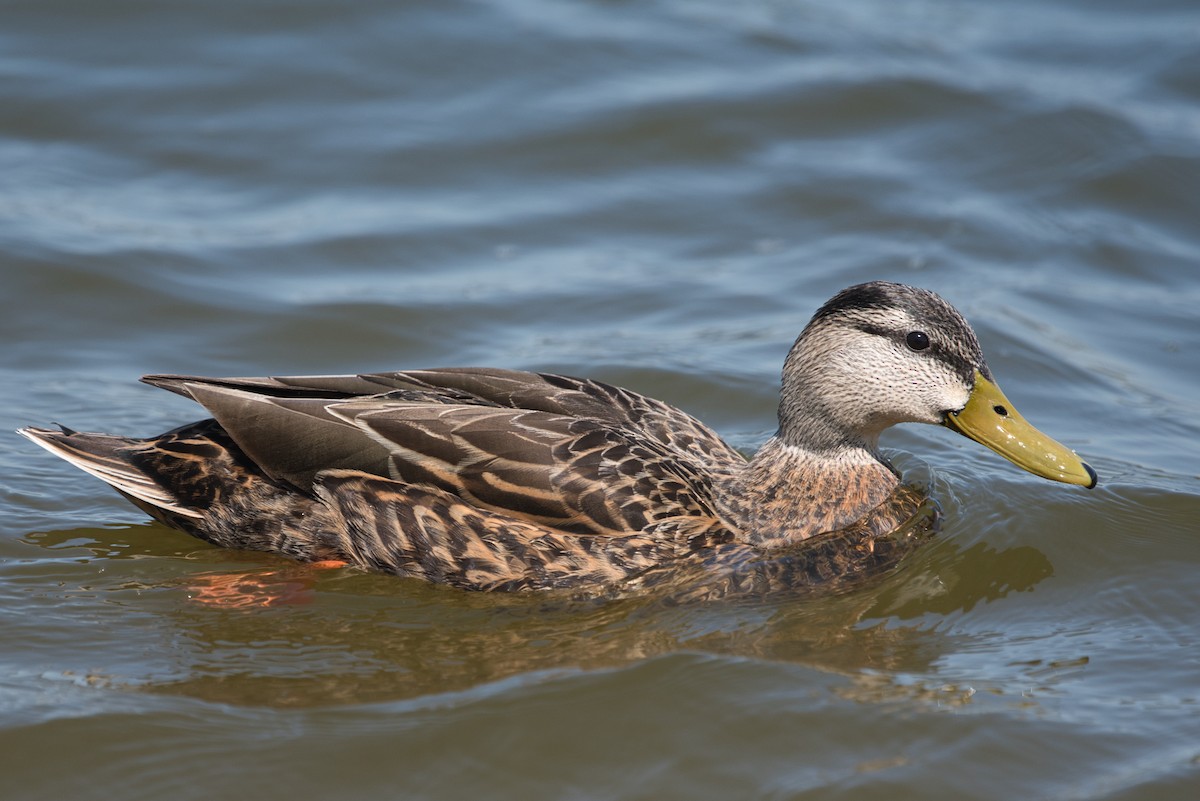 Mexican Duck - ML322651731