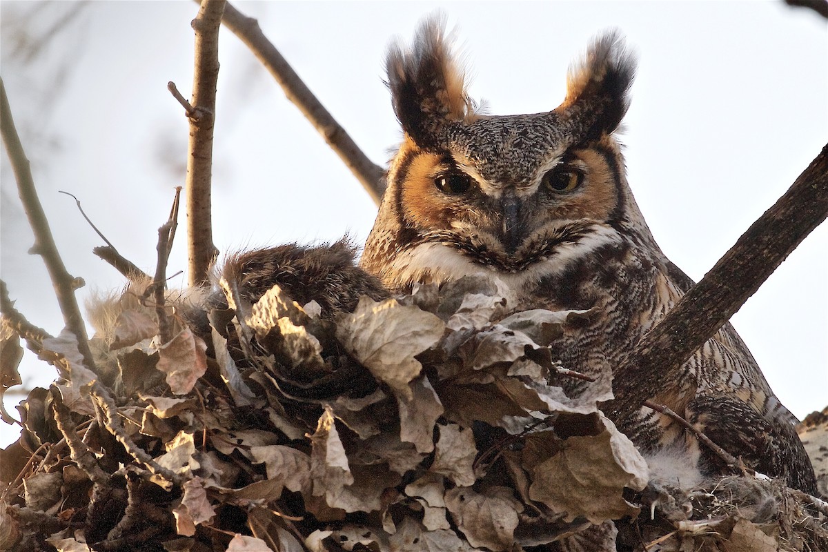 Great Horned Owl - ML322659001