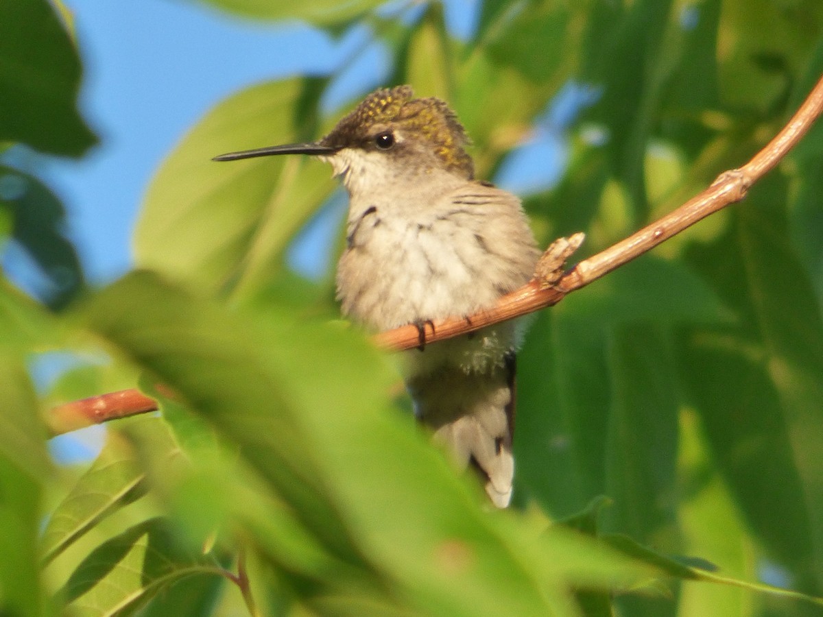 Ruby-throated Hummingbird - ML32266091