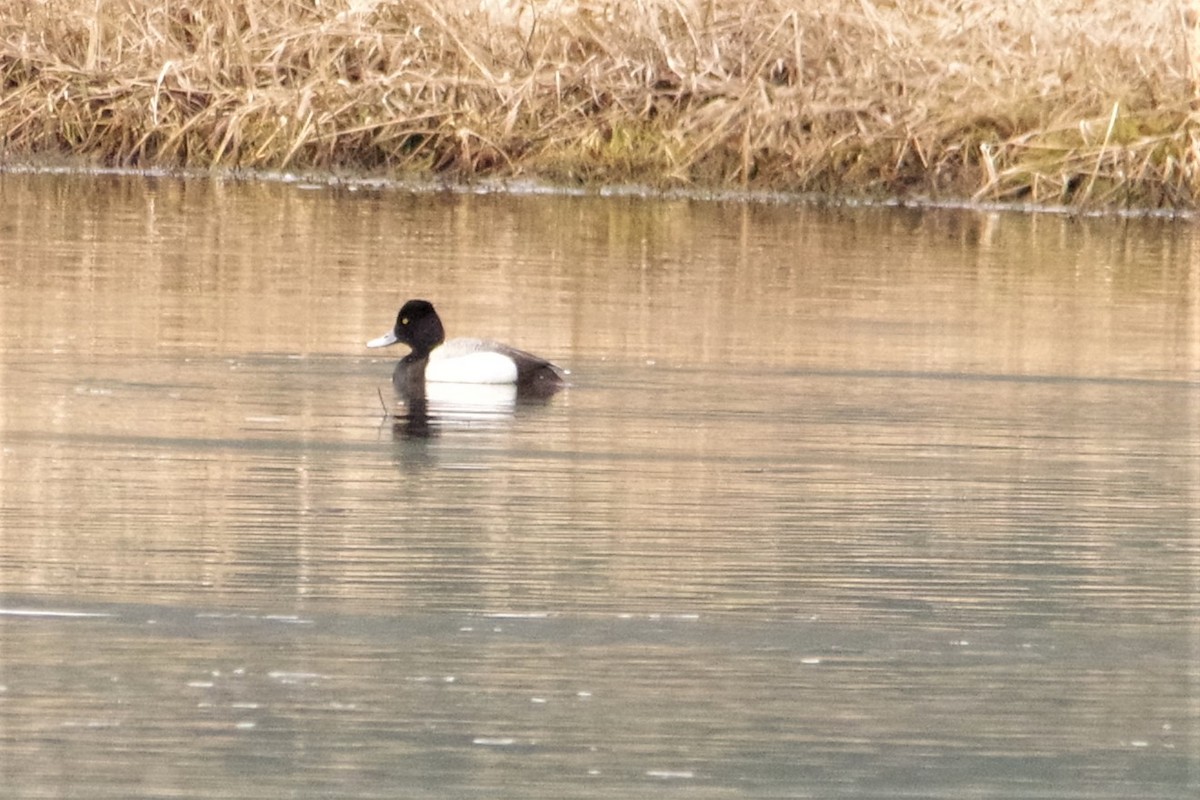 Greater Scaup - ML322662211