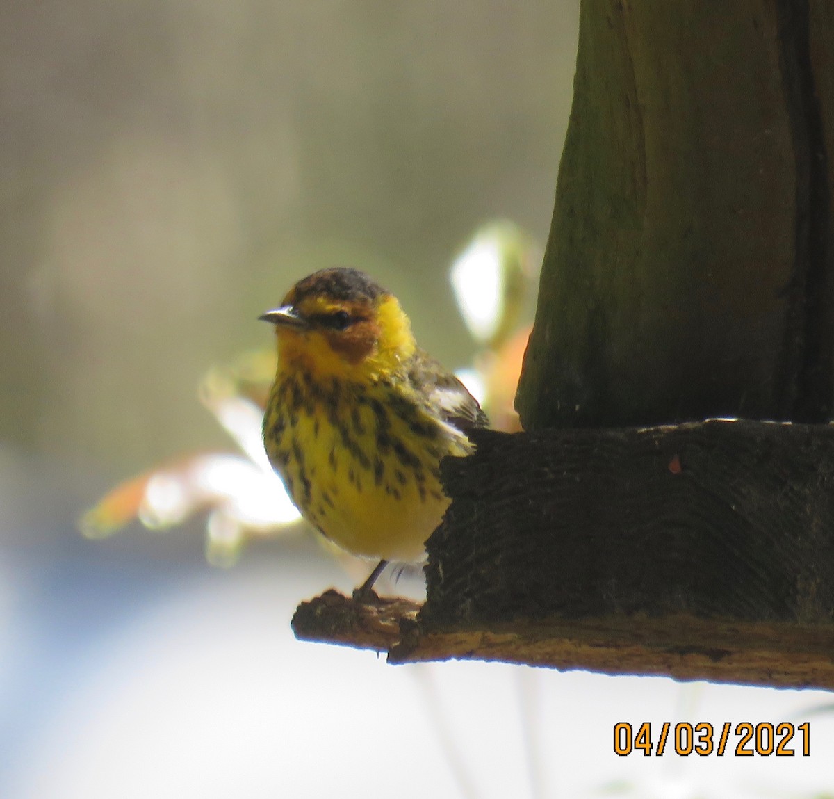 Cape May Warbler - ML322666681