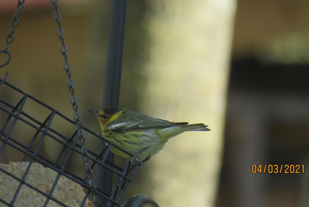 Cape May Warbler - ML322666901