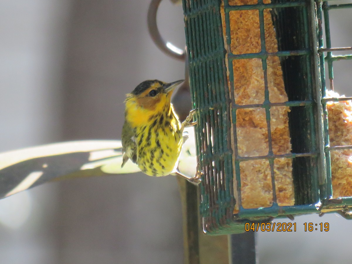 Cape May Warbler - ML322667391