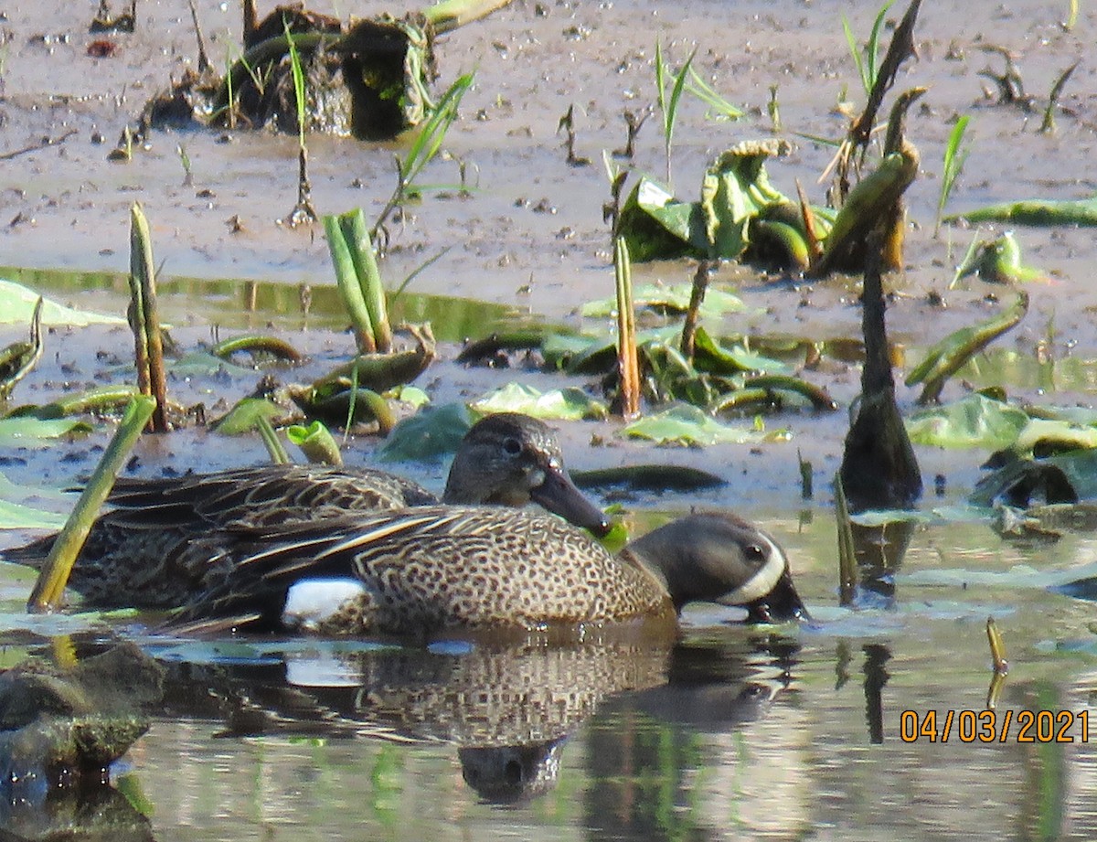 Blue-winged Teal - ML322668131