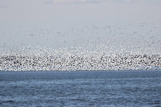 Snow Goose, ML322674851