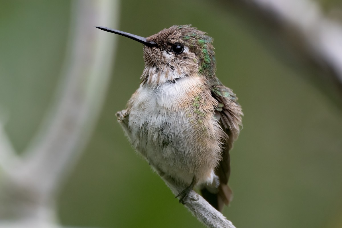 Calliope Hummingbird - David Ornellas