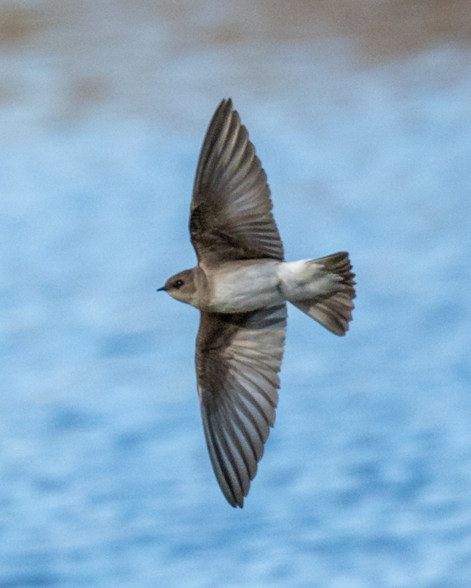 Northern Rough-winged Swallow - Trevor Sleight