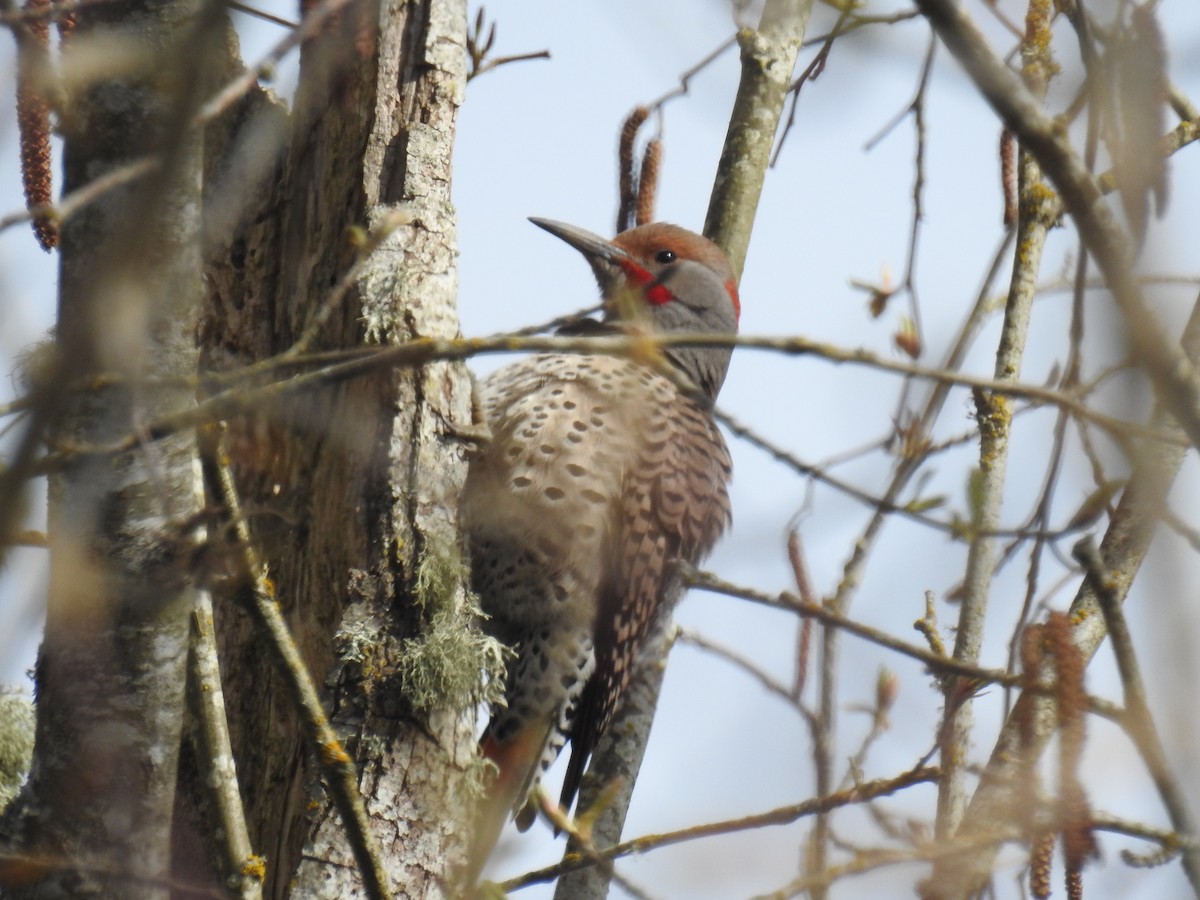 Northern Flicker (Yellow-shafted x Red-shafted) - ML322684651