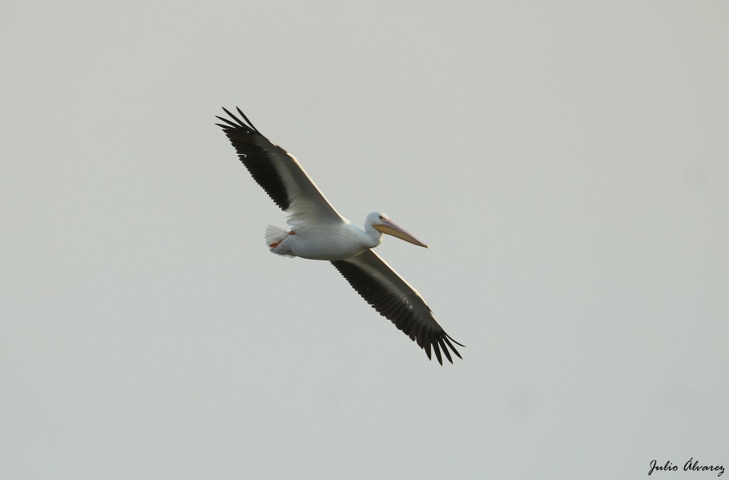 American White Pelican - ML322687841
