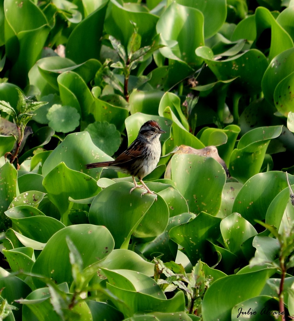 Swamp Sparrow - ML322688171