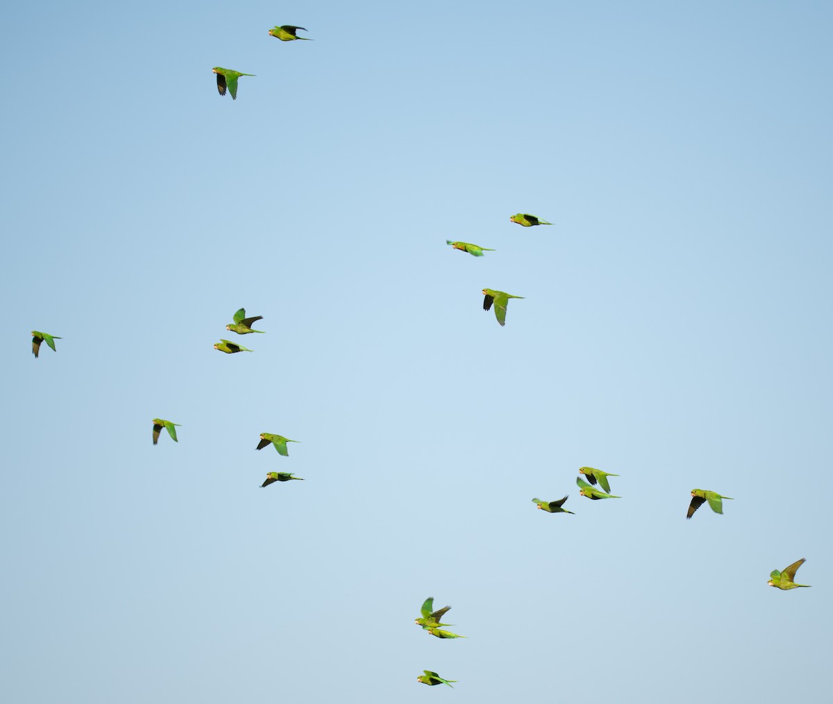 Green Parakeet - ML322700681