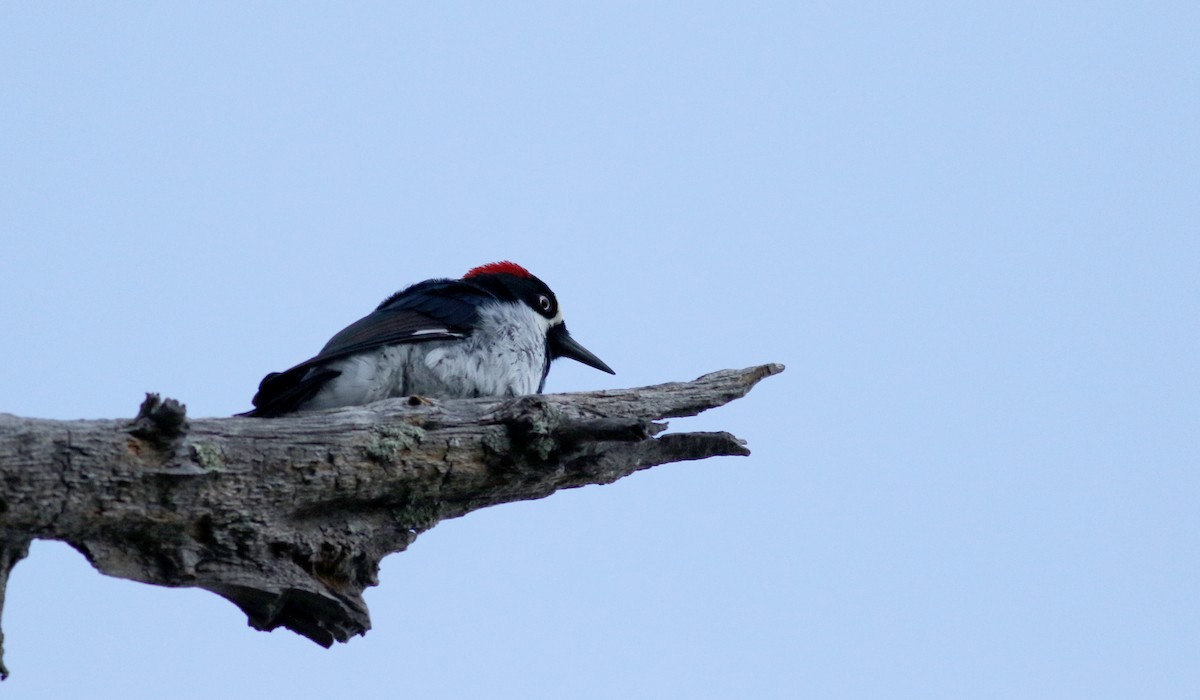 Acorn Woodpecker - ML32270111