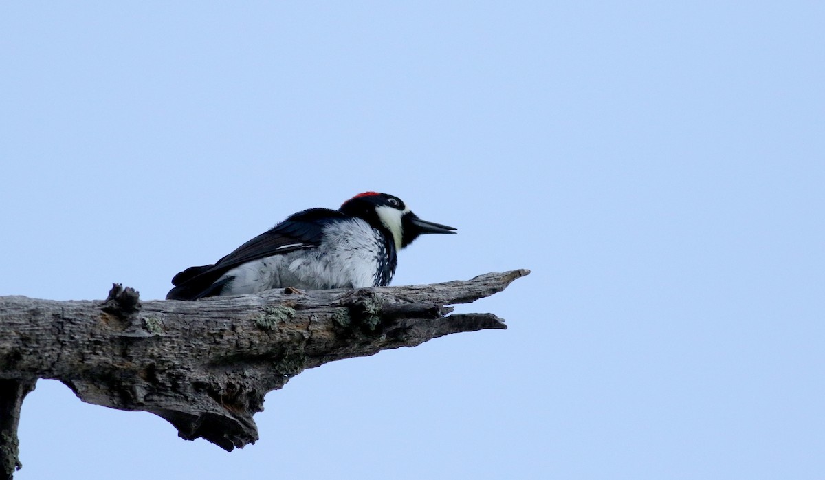 Acorn Woodpecker - Jay McGowan