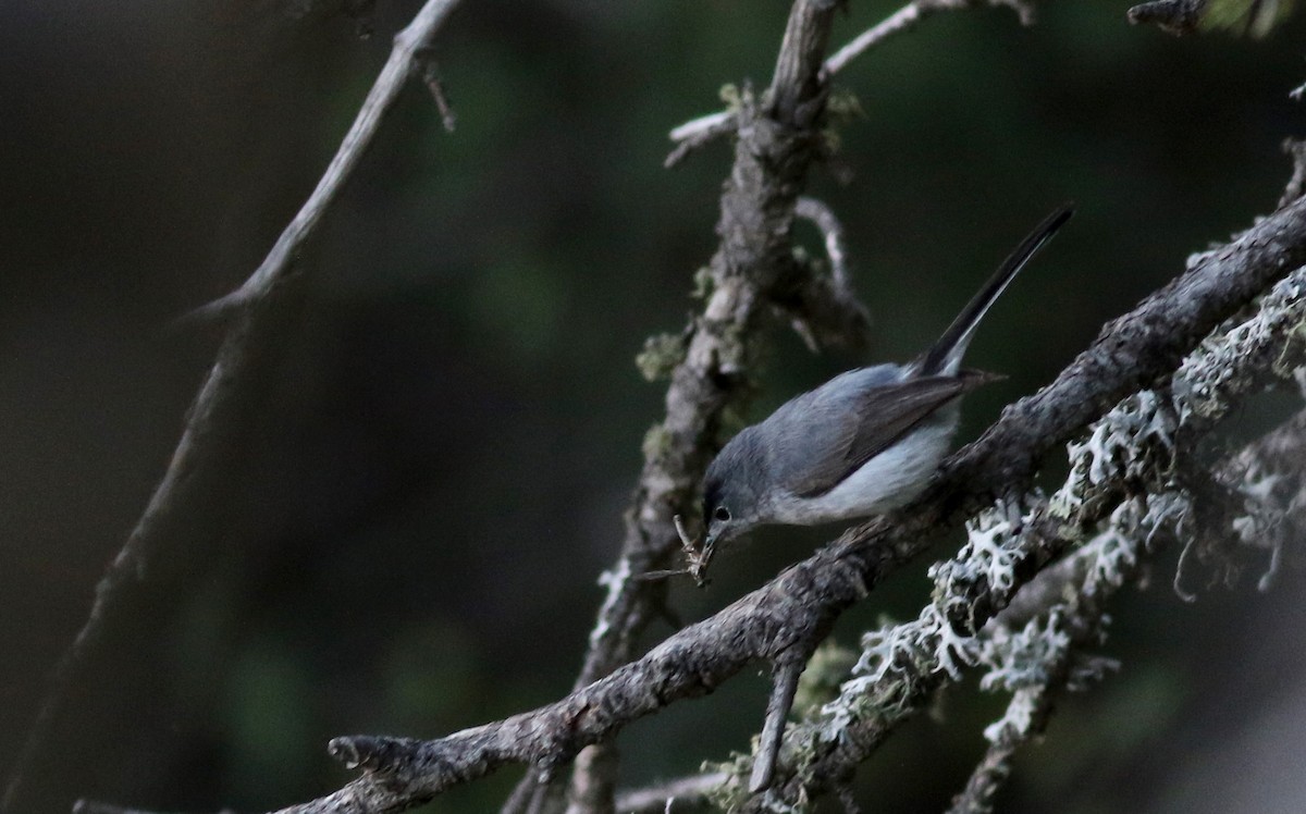 Blue-gray Gnatcatcher (obscura Group) - ML32270141