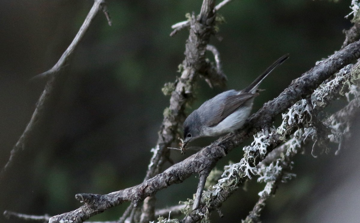 Blue-gray Gnatcatcher (obscura Group) - ML32270151