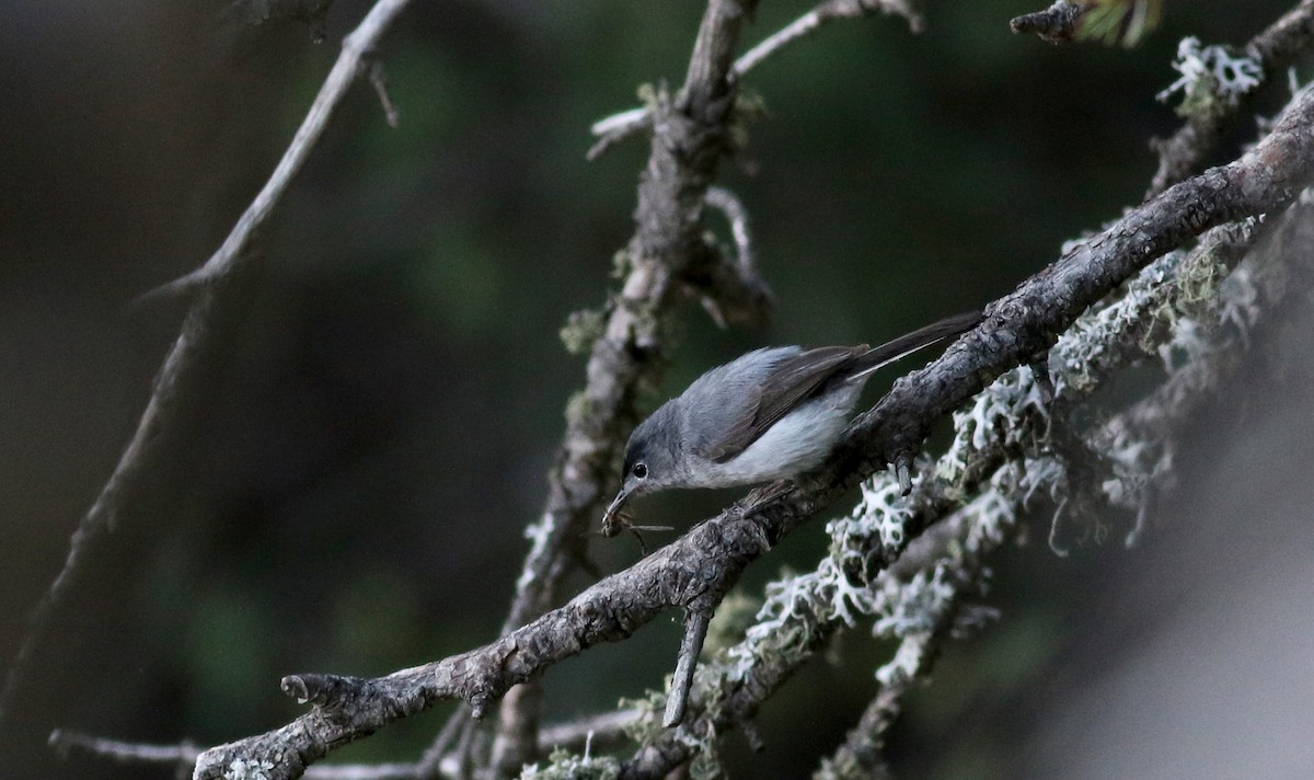 Blue-gray Gnatcatcher (obscura Group) - ML32270161
