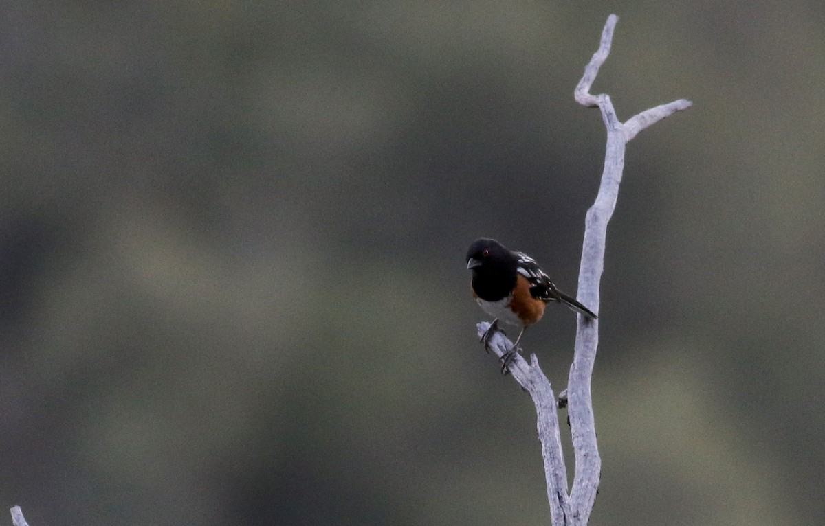 Spotted Towhee - ML32270171