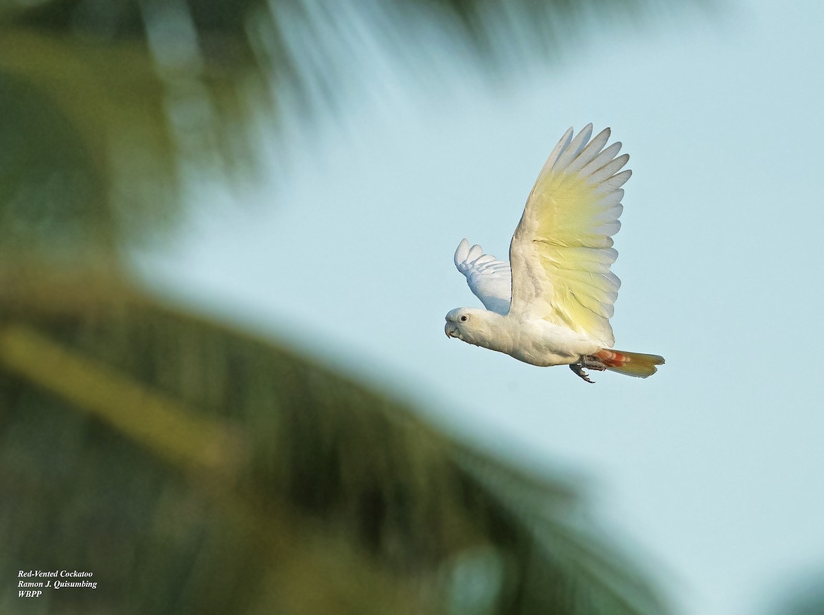 Philippine Cockatoo - Ramon Quisumbing