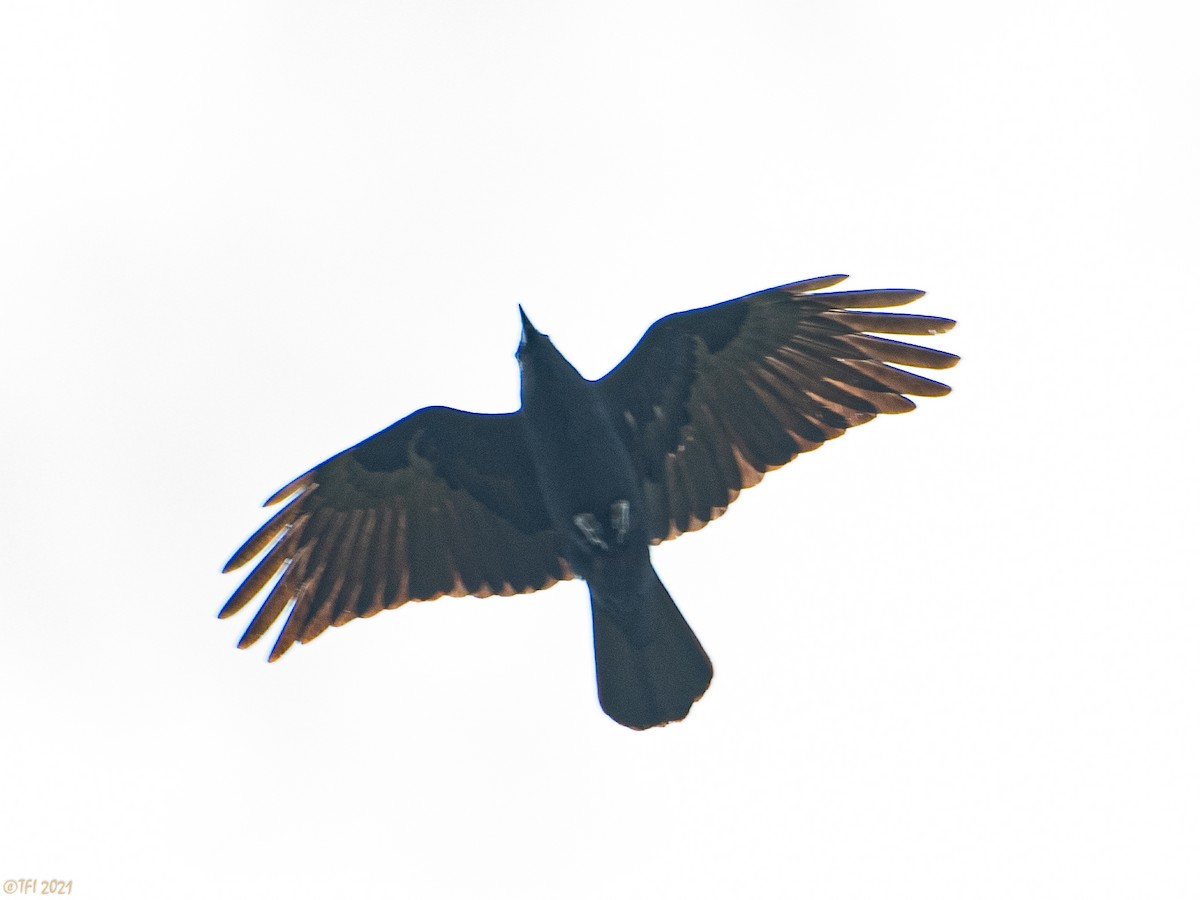 Fish Crow - ML322706581