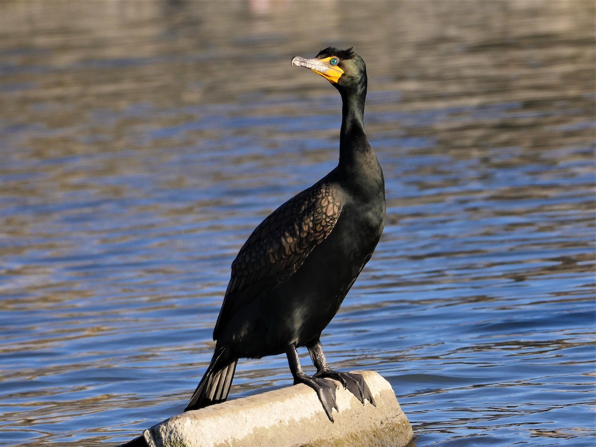 Double-crested Cormorant - Mike Malmquist