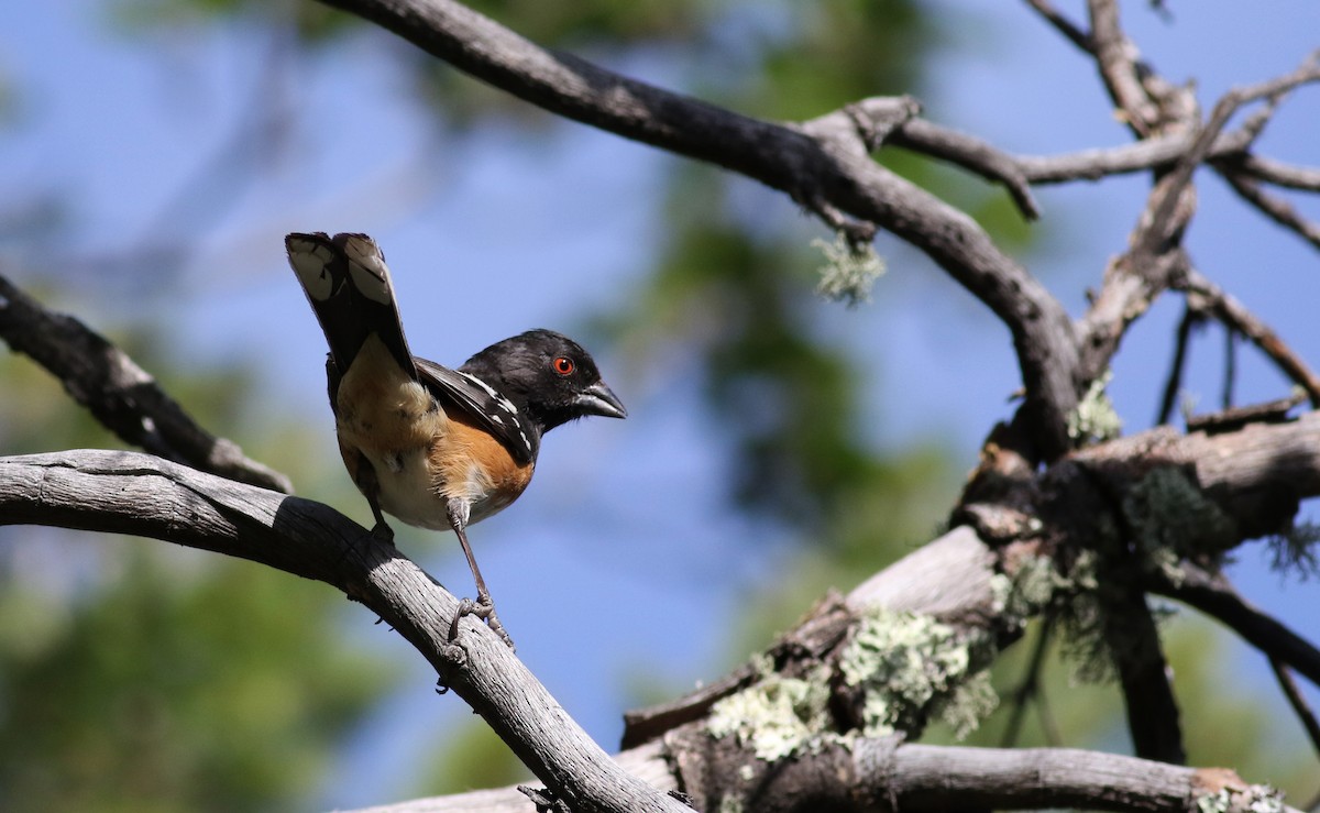 Spotted Towhee - ML32271211