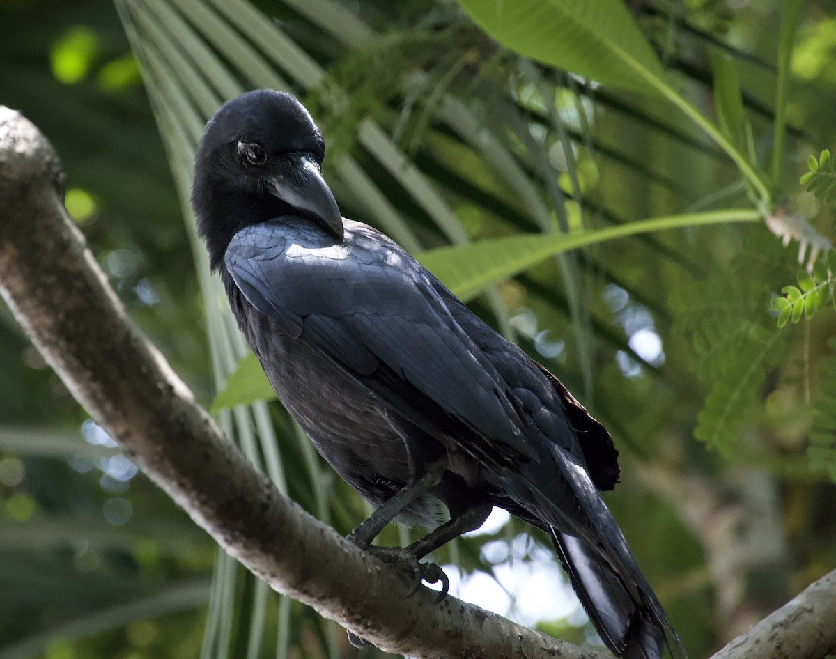 Large-billed Crow - Henry Edelman