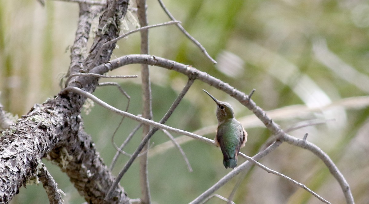 Broad-tailed Hummingbird - ML32271721