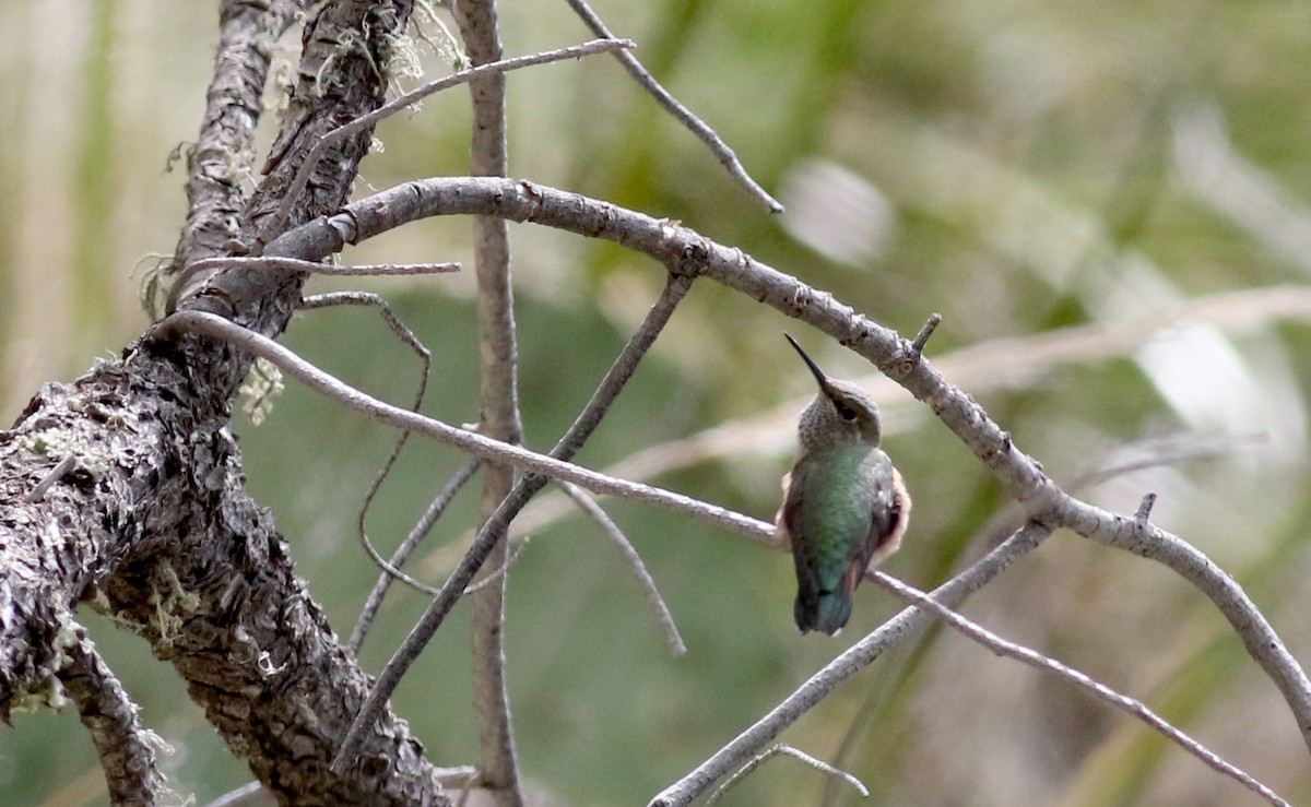Broad-tailed Hummingbird - ML32271731