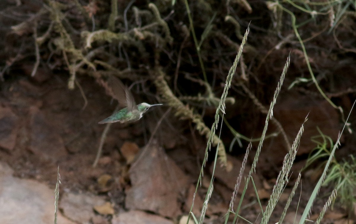 Broad-tailed Hummingbird - ML32271991