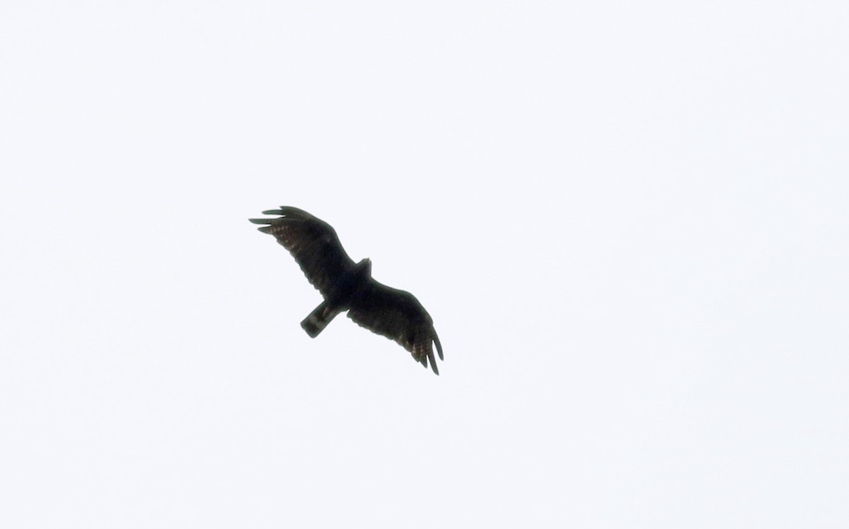 Zone-tailed Hawk - ML32272001