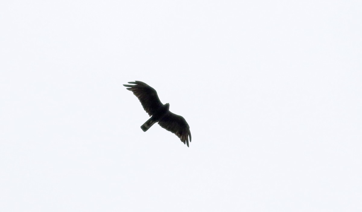 Zone-tailed Hawk - ML32272011